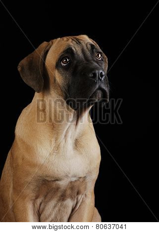 portrait of a Mastiff puppy