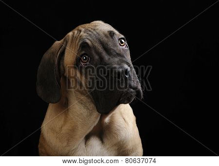 portrait of a Mastiff puppy