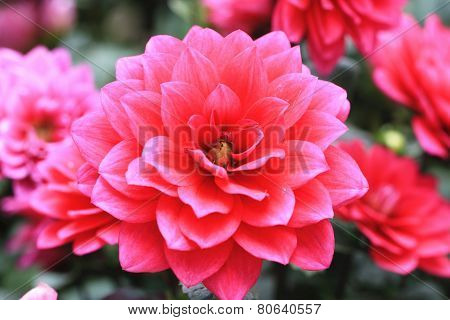 Dahlia flowers