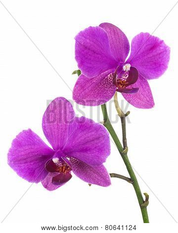 Blooming Twig Of Lilac Orchid Isolated On White Background.