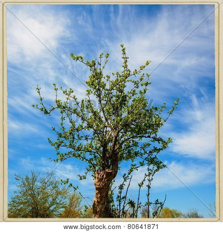 Tree
