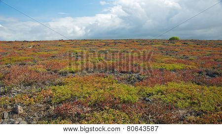 Colorful Sesuvium in South Plaza Island