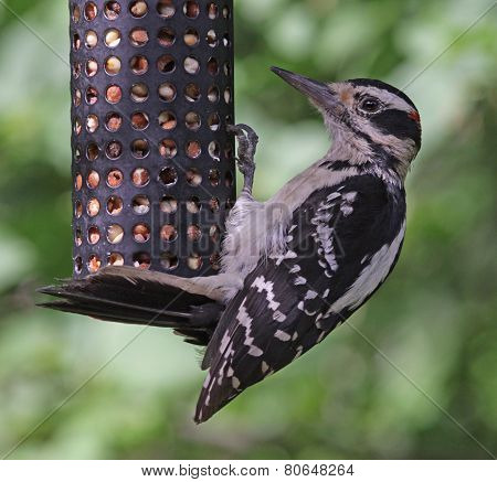 Hungry Hairy Woodpecker