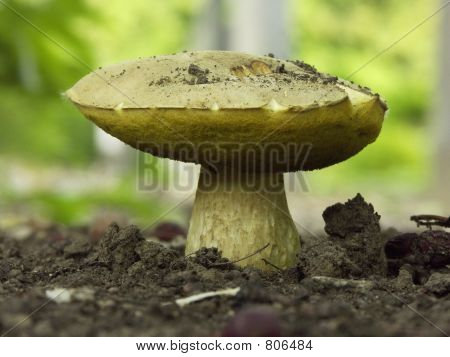 Pilz