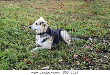 Wild Dogs