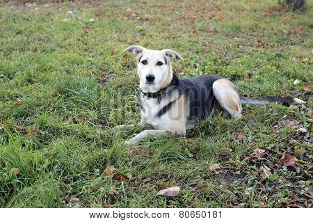 Wild Dogs