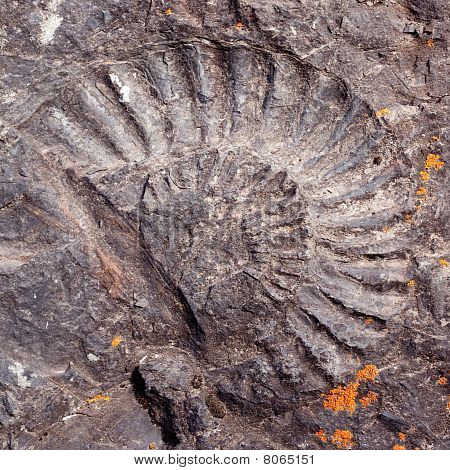 Stora fossil Ammonit