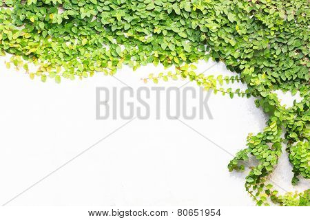 Coatbuttons Or Mexican Daisy On The Wall
