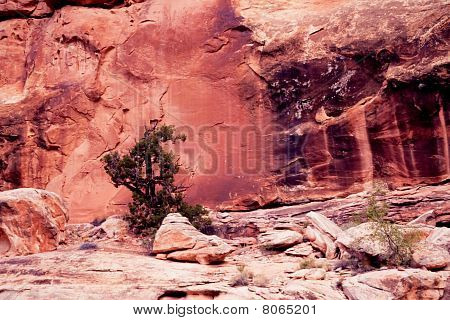 Vecchio albero di pino sembra crescere da nuda roccia