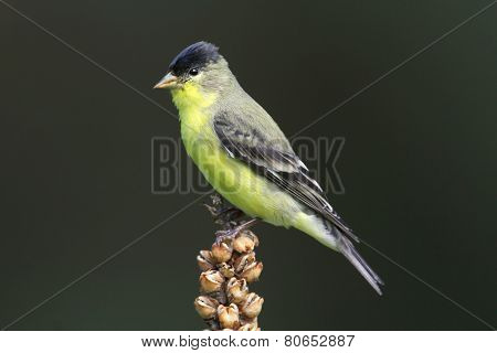Male Lesser Goldfinch (carduelis Psaltria)