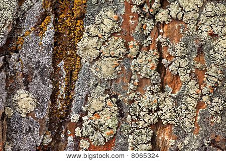 ลวดลายพื้นหลัง Lichens ร็อค