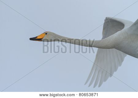 Whooper Swan (cygnus Cygnus) In Winter