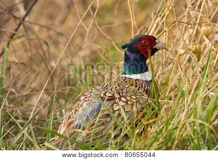 Ring-necked Pheasant