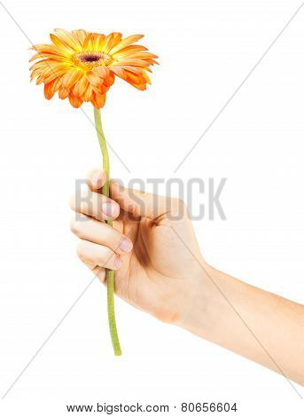 hand with a flower isolated on white