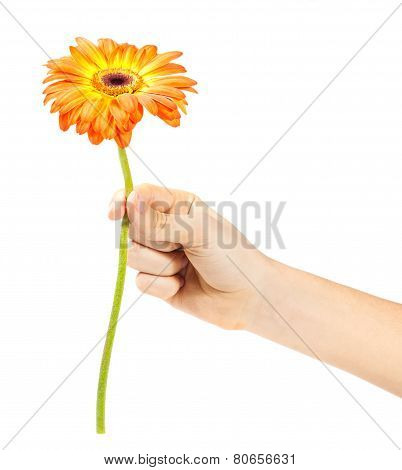hand with a flower isolated on white