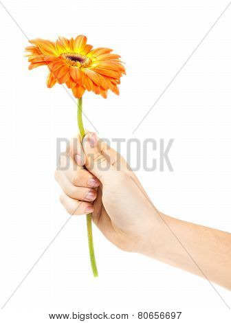 hand with a flower isolated on white