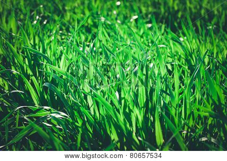 Close up of fresh thick grass