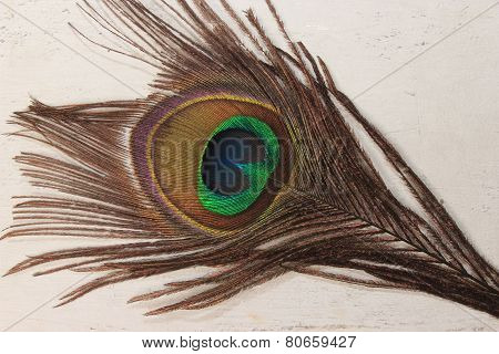 peacock feather