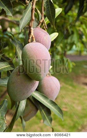 Mango