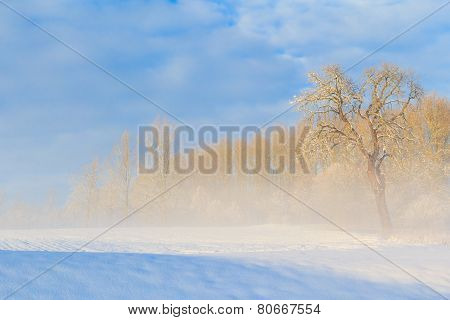 Winter Landscape View Fields Forests Covered Snow Fog