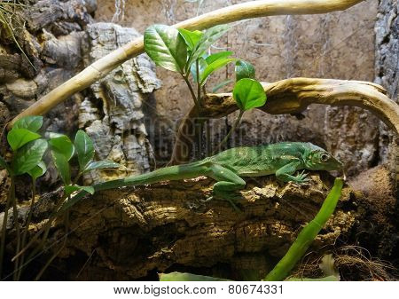 Carolina Anole lizard