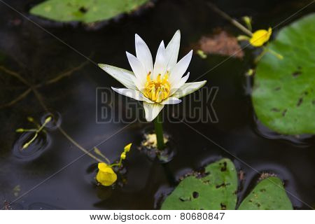 White Lotus In Water