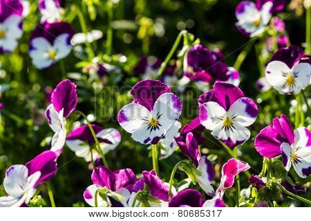 Color Pancy Flower