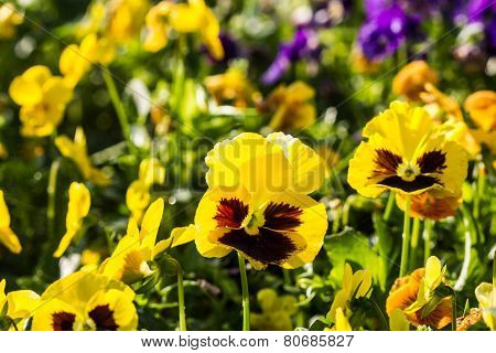 Color Pancy Flower