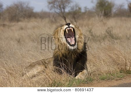 wild male lion lying down in the bush, Kruger