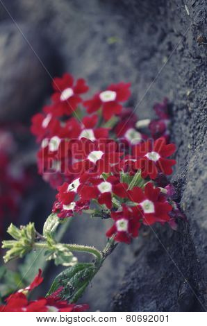small red flowers