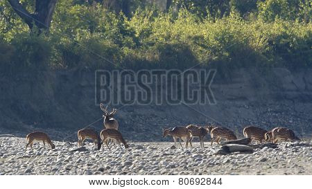 wild spotted deers on the riverbank at Bardia national park, Nepal