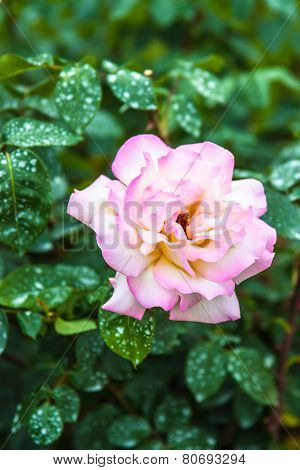 Pink Rose