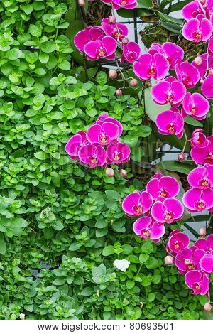 Beautiful Purple Orchid