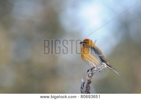 Grosbeak  on a branch.