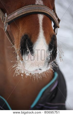 Close Up Of Bay Horse Nuzzle