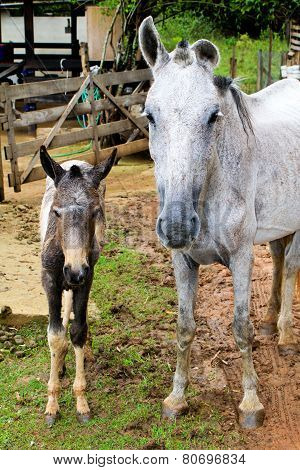 Mare and its foal