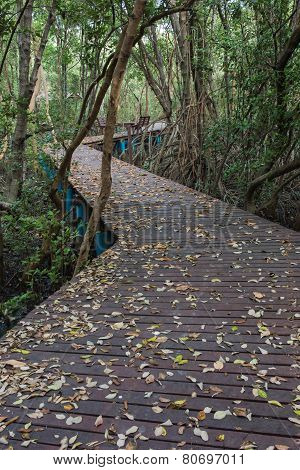 The Forest Mangrove