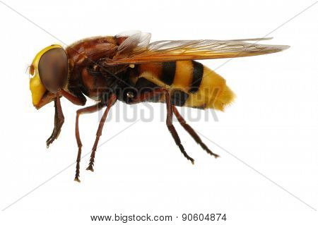 Horsefly isolated on white