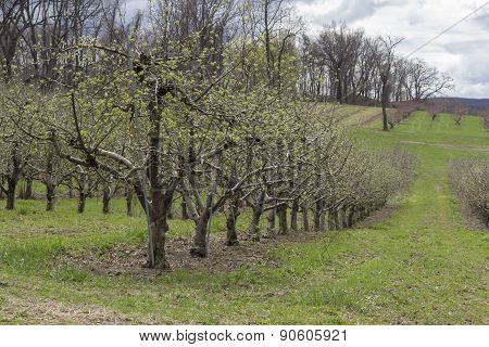 Apple Orchard Spring