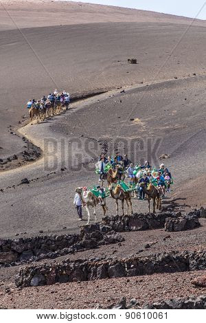 Tourists Ride On Camels Being Guided By Local People Through The Famous Timanfaya National Park