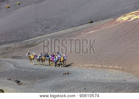 Tourists Ride On Camels Being Guided By Local People Through The Famous Timanfaya National Park