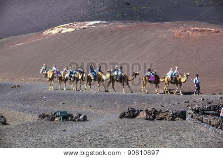 Tourists Ride On Camels Being Guided By Local People Through The Famous Timanfaya National Park