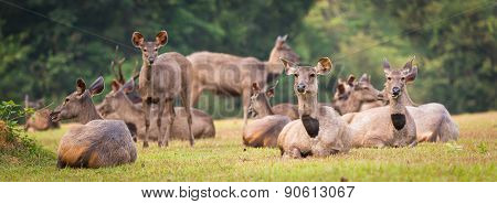 Herd of the Sambar deers. Panorama