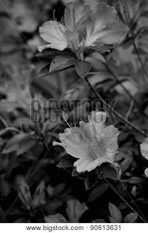 Azalea Bush In Monochrome, Vertical
