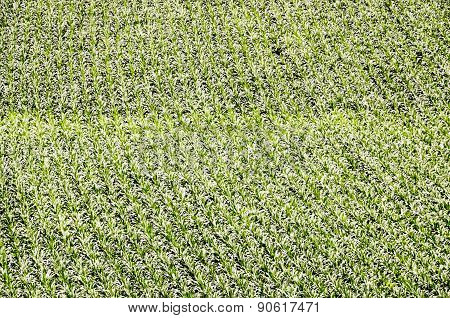 European OGM Growing Green Corn Field