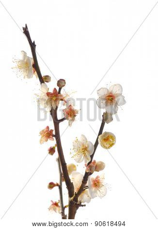 white plum bloossom