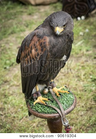 Portrait of Lanner falcon