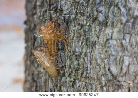 Cicada Moulting