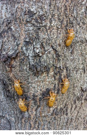 Cicada Moulting