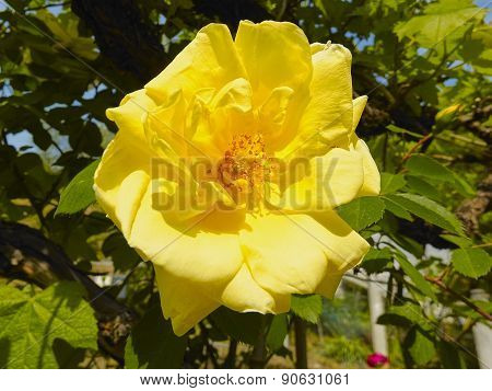 Yellow Rose
